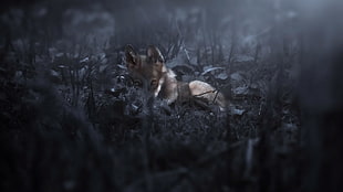 short-coated brown puppy, dark, nature, wolf, animals HD wallpaper