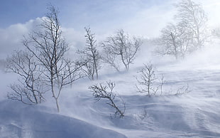 withered trees covered by snow during daytime HD wallpaper