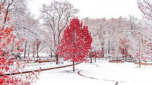 red leafed tree, winter, snow, trees, forest HD wallpaper