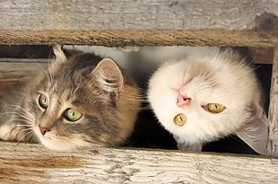 two white and brown Persian kittens inside brown wooden box HD wallpaper