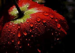 Poppy, untitled, Tamron, 90 mm