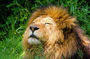 brown adult male lion on green grass during daytime HD wallpaper