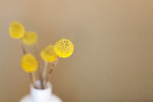 yellow flower bud photo HD wallpaper