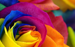 white, pink, and orange rose decor, flowers, colorful, petals, photo manipulation HD wallpaper