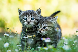 two black and white kittens, baby animals, kittens, cat