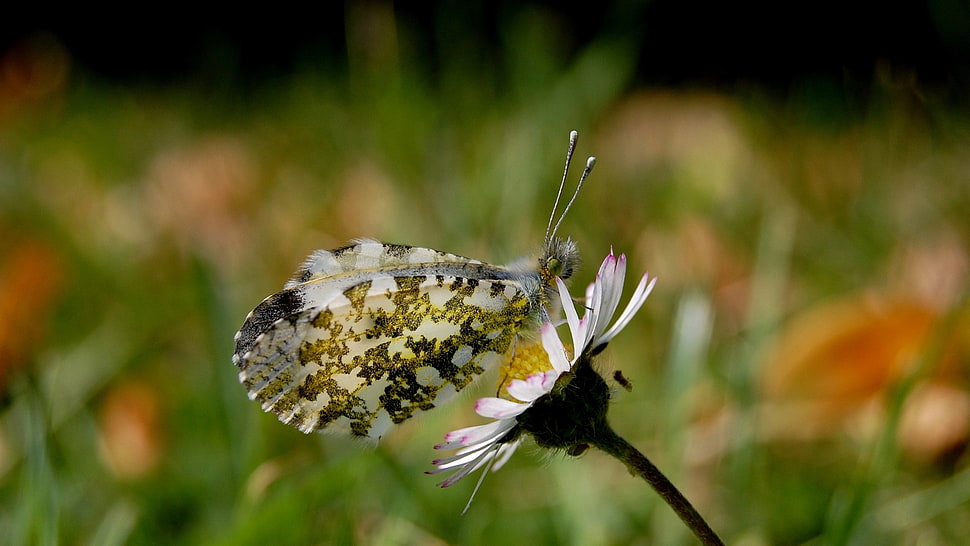 shallow depth of field photography of green butterfly perched on daisy flower HD wallpaper