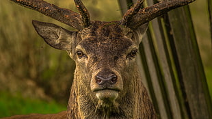 brown reindeer, deer, forest