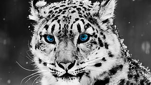 snow leopard, selective coloring, animals, snow leopards, leopard HD wallpaper