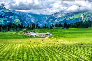 animal livestock on green field with gray houses, trees, and mountain in background HD wallpaper