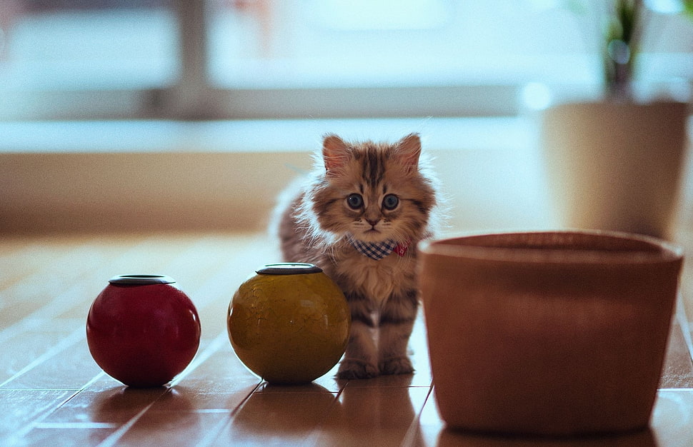 selective focus photography of short-fur grey and white kitten beside ceramic vase HD wallpaper