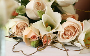 white-and-pink rose bouquet HD wallpaper