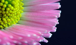 yellow and pink petaled flower photo