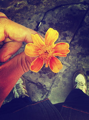 yellow and red petaled flower, flowers, depth of field, nature, yellow