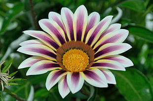 selective focus photography of purple and white petaled flower