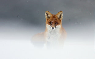 fox on snowfield HD wallpaper