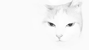 white cat illustration, cat HD wallpaper