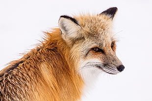 close up photo of fox