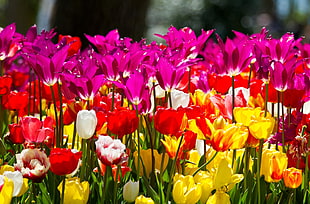 colorful Tulip flower field during daytime HD wallpaper
