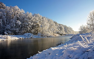 snow-covered trees, landscape, winter, river, nature HD wallpaper