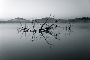 branches of tree on calm body of water grayscale photography HD wallpaper