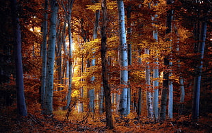 view of middle of the forest