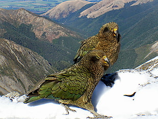 two green birds on top of mountains photography during daytime, kea HD wallpaper
