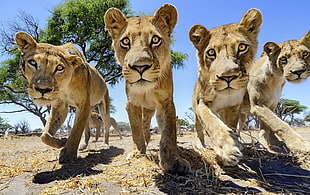 four brown cubs, lion, trees, big cats, Africa HD wallpaper