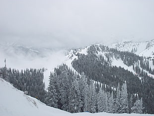 snow covered trees, snow, nature