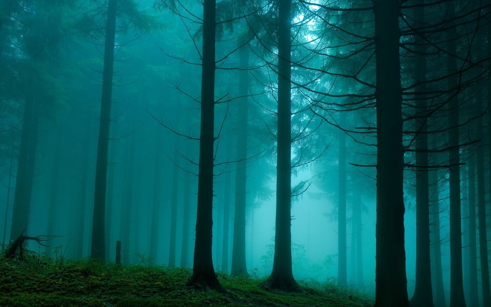 pine trees, forest, mist, nature