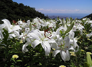 white Asiatic lilies HD wallpaper