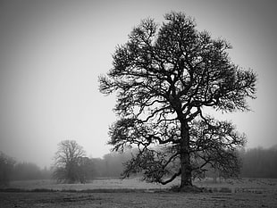 grayscale and sepia photo of tree HD wallpaper