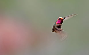 purple and brown hummingbird HD wallpaper