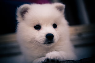 short-coated white dotg, dog, animals, Siberian Husky , puppies