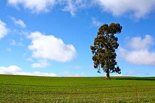 green leaf tree surrounded by grass under blue sky background, barossa valley HD wallpaper