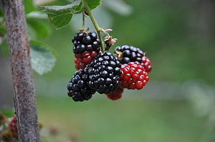 shallow focus photography of blue and red berries during daytime