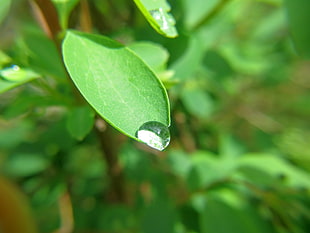 close-up photo of water dew HD wallpaper