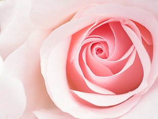 close up photography of pink rose