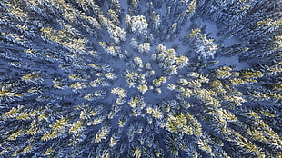 aerial photography of pine trees covered by snow HD wallpaper