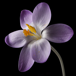 purple Crocus flower in bloom close-up photo