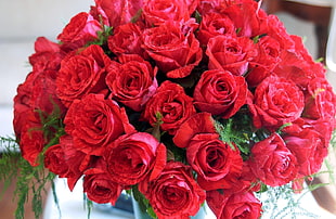 bouquet of red roses HD wallpaper