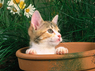 kitten in pot HD wallpaper