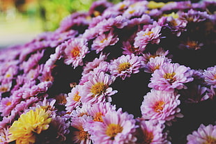 pink zinnia flowers, Flowers, Petals, Lilac