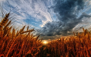 brown wheat field painting, nature, landscape, wheat, sunset HD wallpaper
