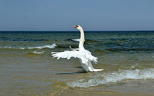 Swan,  Wings,  Bird,  Swing HD wallpaper