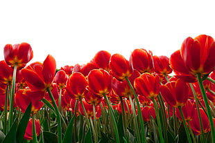 orange tulip flower field HD wallpaper