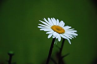 Yellow and White Daisy Flower HD wallpaper