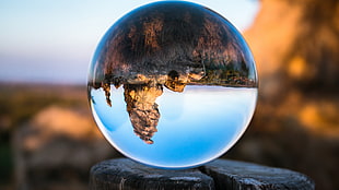 round ornament, nature, landscape, trunks, wood