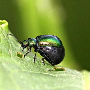 macro shot photography of black insect on leaf HD wallpaper
