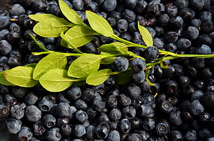 blueberries with green leaves HD wallpaper
