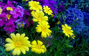 yellow Gerbera flowers at daytime HD wallpaper